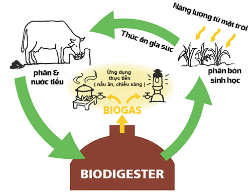 Khí Biogas và ứng dụng trong thực tế - Nguồn ảnh: Internet