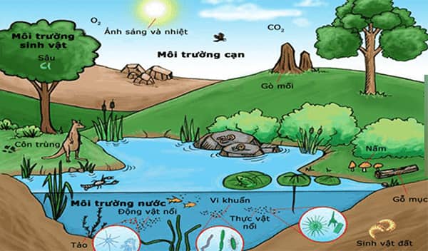 Môi trường sống tự nhiên có vai trò quan trọng khi cung cấp cuộc sống cho muôn loài - Ảnh Internet